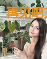 再见吧艾滋君