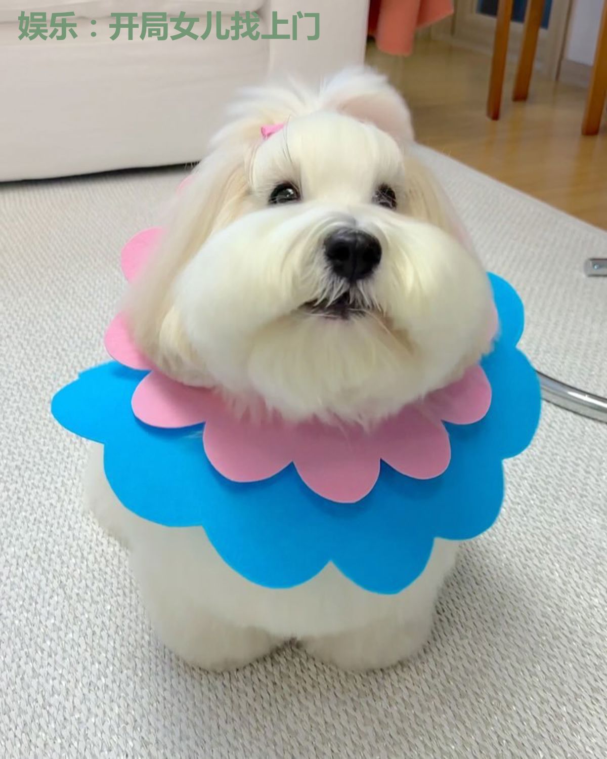 娱乐：开局女儿找上门