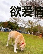 欲爱情怯的铁血男儿