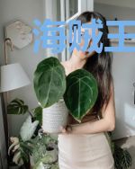 海贼王之最强冰龙