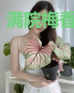满院梅香你不在