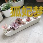 狐妃梦中来
