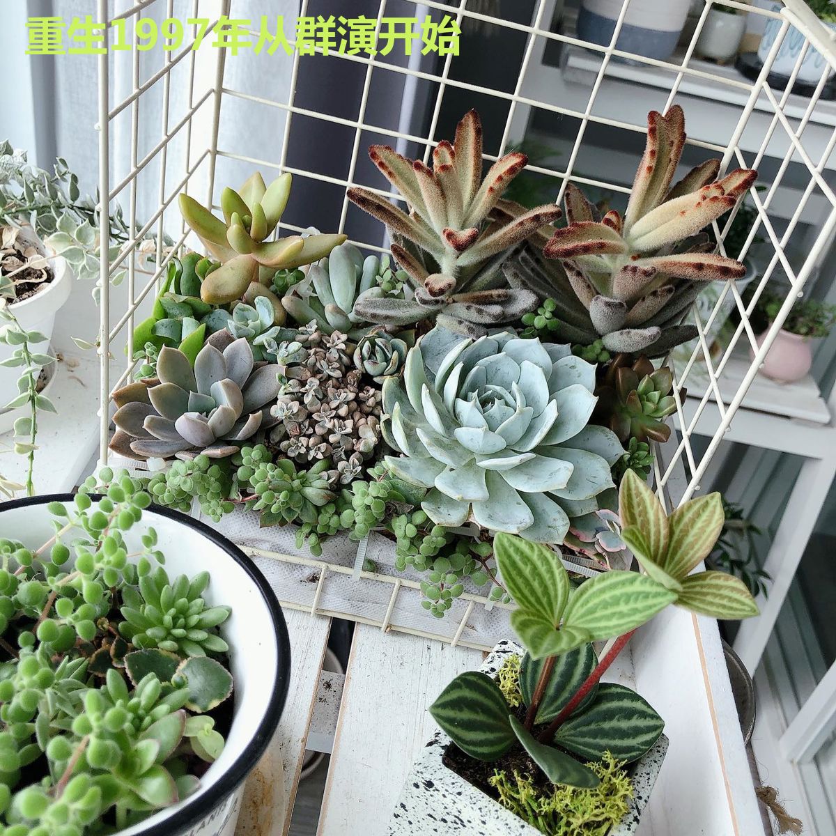 重生1997年从群演开始